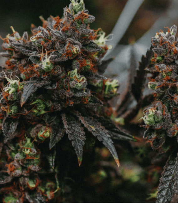 education-img1 Cannabis education, and understanding cannabis strains.
